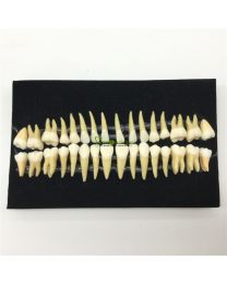 1:1 Adult Teeth Model - 32 pcs/set